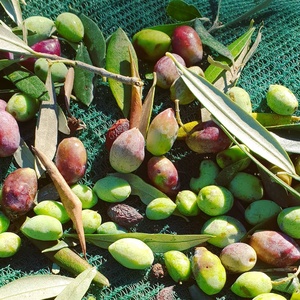 โรงงานผลิตวัสดุ HDPE ตูนิเซีย กรีซ อิตาลี บัลแกเรีย ตาข่ายเก็บเกี่ยวผลมะกอก <span class=keywords><strong>8x12</strong></span> 8x100 / ตาข่ายเก็บเกี่ยวมะกอก - Product Image 6