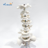 Modelo de Anatomía de Vértebras Humanas, Varios Tipos de Vértebras: Cervicales, Torácicas, Lumbares, Sacra, Coxis, para Enseñanza de Anatomía Ósea