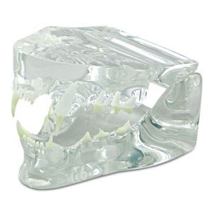 Simulador de entrenamiento dental de alta calidad para educación de salud bucal <span class=keywords><strong>canina</strong></span> - Product Image 2