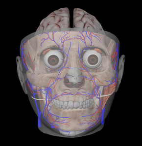 Обучающая модель 3D-печати, модель анатомических структур для головы и лица, кровеносных сосудов и мозга - Product Image 2
