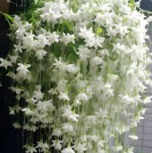 El jazmín blanco es fácil de cultivar durante todo el año y se puede utilizar para cultivar flores en macetas en balcones interiores. - Product Image 3