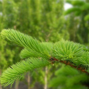 Minyak daun pinus organik kualitas tinggi minyak jarum pinus yang dapat dimakan digunakan untuk perawatan kesehatan dan produk kapsul - Product Image 2