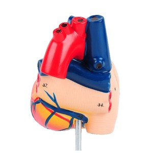 Modèle d'anatomie cardiaque avec étiquettes numériques J33208, modèle d'enseignement de l'anatomie cardiaque humaine naturelle à l'échelle 1:1 - Product Image 4