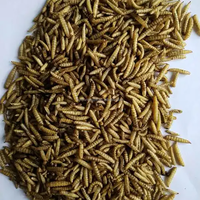 Pakan Ikan Larva BSF Kering - Kaya Protein untuk Koi, Ikan Mas & Ikan Nila