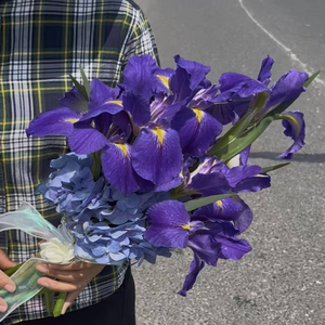 <span class=keywords><strong>Iris</strong></span>'Clyde Remond - Graines et rhizomes d'<span class=keywords><strong>iris</strong></span> adaptés à la plantation dans les bassins de jardin et les serres. - Product Image 4