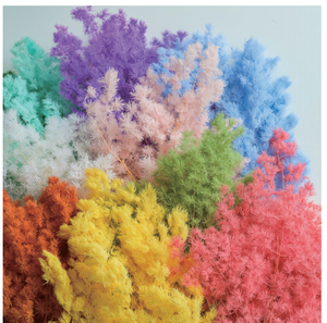 Amaranto Preservado Natural de Colores, Helecho Retrofractus <span class=keywords><strong>Ming</strong></span>, Flores Preservadas para Decoración del Hogar - Product Image 6