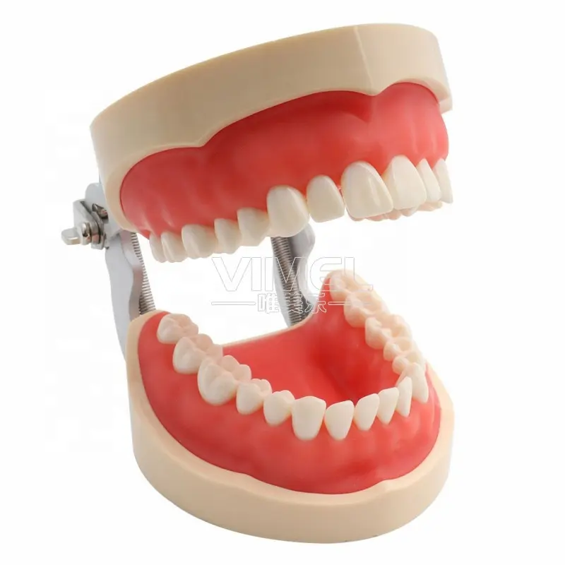 Dental Teeth Model Dental Teaching Model Standard modell mit 32 Ein schraub zähnen Demonstration Soft Gum