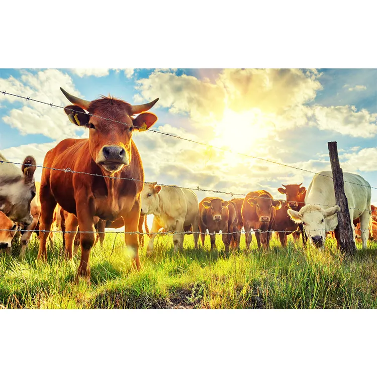 Sustar Animal trace minerals elements produttore di oligoelementi per mangimi Premix per bovini da carne