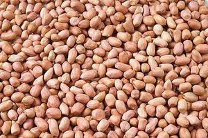 Chất Lượng Tốt Bold Dài Lạc Hạt Nhân Nguyên Hạt Đậu Phộng Mà Không Có Vỏ Đậu Phộng Cho Động Vật Thức Ăn - Product Image 6