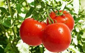 El fertilizante orgánico granular NPK de fórmula completa promueve la absorción de las raíces de los árboles frutales y mejora la fertilidad del suelo. - Product Image 6