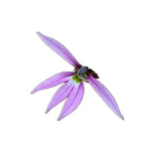 하이 퀄리티 유기농 중국 허브 중국 로벨리아 농축 주스 분말 로벨리아 추출물 - Product Image 2