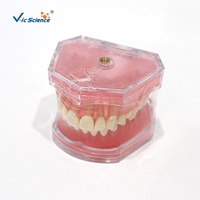 Modelo de Extracción Dental con 28 Dientes Removibles y Encías Suaves M7008 para Entrenamiento de Cirugía Oral, con Certificaciones CE, ISO, ROHS y CNAS