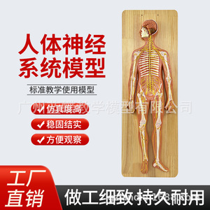Modelo Anatómico del Sistema Nervioso Humano; Modelo del Sistema Nervioso Central Humano; Cerebro; Médula Espinal; Nervios Espinales Periféricos - Product Image 3