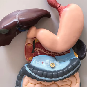 Modello Anatomico 3D del Sistema Digestivo Umano per Scuole Mediche e Formazione Infermieristica in PVC Certificato CE/ISO - Product Image 3