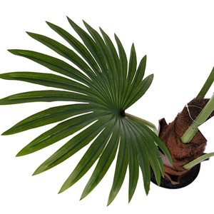 Bán buôn nhân tạo Fan <span class=keywords><strong>Palm</strong></span> <span class=keywords><strong>Tree</strong></span> 90cm nhựa vải và PE Chất liệu ô liu và lá loại cây nhân tạo - Product Image 5