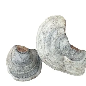 Setas <span class=keywords><strong>de</strong></span> Mesima secas para limpieza comestible, venta al por mayor, China - Product Image 1