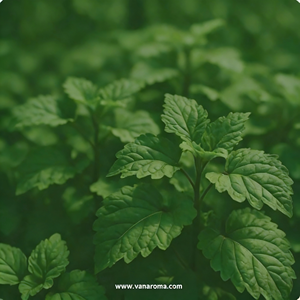 Huile parfumée haut de gamme ultra raffinée, de couleur claire, à haute concentration de PA, avec un profil boisé terrestre propre pour les parfums raffinés - Product Image 1