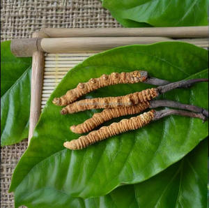 卸売野生生コーダイセプス菌糸凍結乾燥ティエン有機複合体コーダイセプスMilitaris - Product Image 5