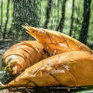 Radice di bambù di germogli freschi altre verdure fresche - Product Image 4