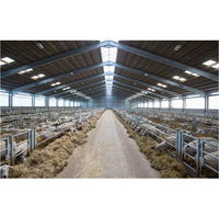 Structure en acier préfabriquée traditionnelle directement de l'usine pour élevage de moutons, de chèvres, de vaches laitières, de bovins