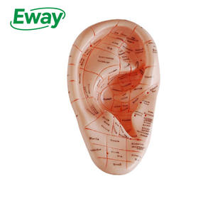 17-نموذج تدليك الأذن بالوخز بالإبر البشري للتعليم في المدارس والمستشفيات - Product Image 1