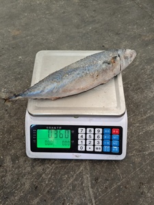 Atún 300-500g Fresco Congelado con Tecnología Juice-Lock de Alto Rendimiento para Plantas de Procesamiento de Alimentos - Product Image 5