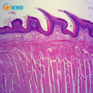 顕微鏡用の舌組織組織準備スライドを教えるリソース - Product Image 2