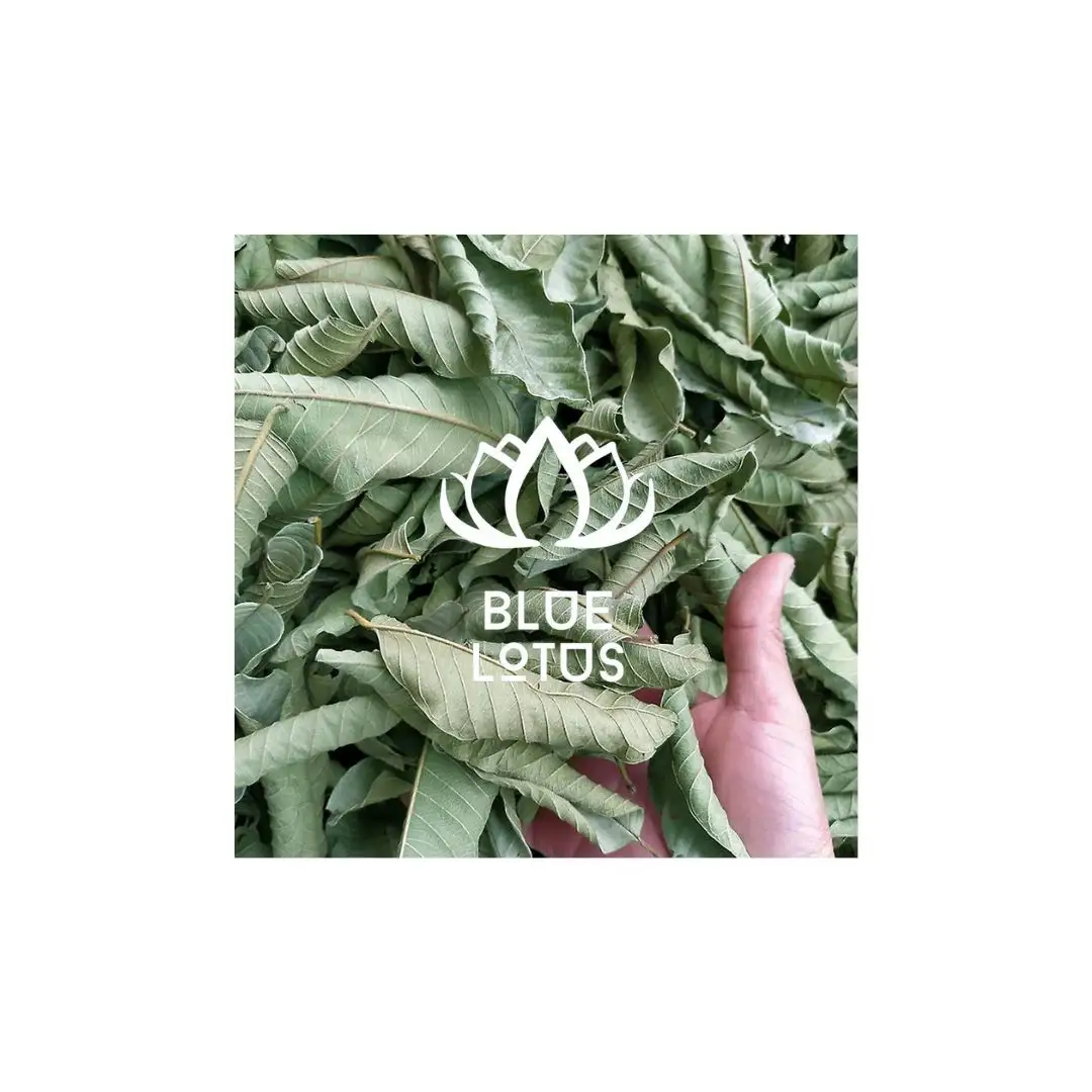 乾燥グアバ葉100% 乾燥および卸売グアバ葉の最安値はベトナムから入手可能です。