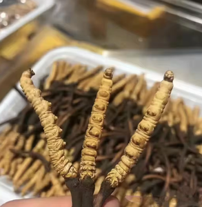 Dónde obtener extracto de hojas de Eucommia de alta calidad Shaanxi Baisfu su elección inteligente en gran stock nuevo - Product Image 2