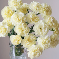 Grossiste Grade A Nai You Bai Carnation - Blanc pour Bouquets, Directement du Producteur pour Décoration d'Événements de Mariage, Prise en Charge du Transport en Chaîne du Froid