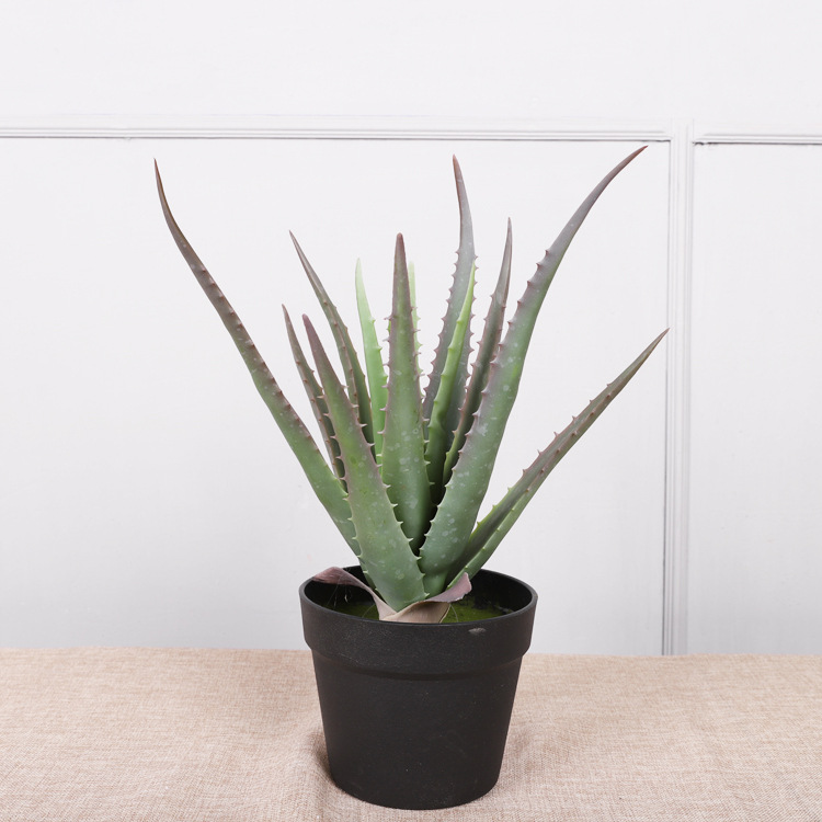 ว่านหางจระเข้ขนาดกลาง 42ซม