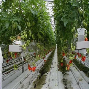 Landwirtschaftliches Gewächshausfolie Gewächshauswerk gemüse mit Gewächshaus Kunststoff anbauen