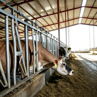 Barrières d'encastrement pour bovins galvanisées à chaud pour l'élevage laitier