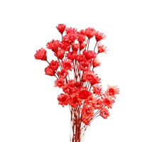 Bunga Kering Awet HFlora - Asal Yunnan Alami 50g Seikat Harga Terjangkau Kualitas Tinggi untuk Hari Valentine Wisuda Natal
