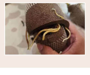 Esponja Minimalista para <span class=keywords><strong>Suculentas</strong></span> sin Tierra, <span class=keywords><strong>Sustrato</strong></span> Hidropónico, Hecha a Mano, para Flores/Plantas Verdes - Product Image 5