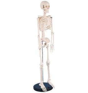Modelo <span class=keywords><strong>de</strong></span> Anatomía Educativo <span class=keywords><strong>de</strong></span> Ciencias Médicas, Modelo <span class=keywords><strong>de</strong></span> Esqueleto Humano Artificial <span class=keywords><strong>de</strong></span> PVC Plástico <span class=keywords><strong>de</strong></span> 200 <span class=keywords><strong>Huesos</strong></span> para Enseñanza, 85 cm - Product Image 4