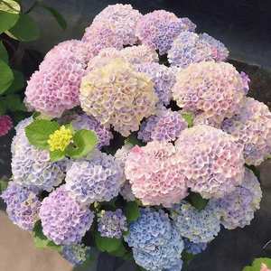 Dropshipping Shopify Etsy Origen de Variedades de Hortensias Fáciles de Cultivar - Product Image 6