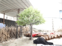 Arbre artificiel Ficus Banyan vert en plastique de 5 m de haut pour décoration de jardin et de mariage, idéal pour l'intérieur et l'extérieur
