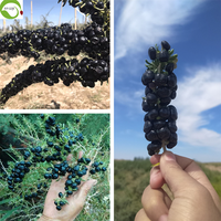 Hoogwaardige zoete gedroogde zwarte Goji-bessen Kruiden Wolfberry Bulk Vacuümverpakt Gedroogd Fruit