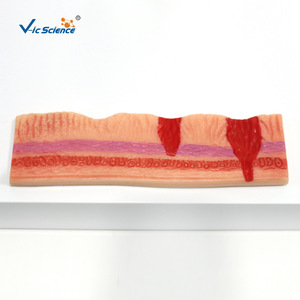 Modelo anatómico del estómago humano; modelo de demostración para la enseñanza y formación en facultades de medicina y popularización de la ciencia. - Product Image 3