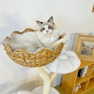 Decorazione <span class=keywords><strong>per</strong></span> la casa con Sisal gratta <span class=keywords><strong>colonna</strong></span> e gatto letto gatto giocattolo Scratcher - Product Image 6