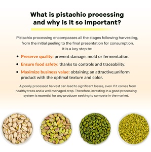 Soluciones Automatizadas e Integradas para el Procesamiento de Frutos Secos: Clasificación, Pelado, Tostado, Envasado, Línea de Procesamiento de Anacardos, Cacahuetes, <span class=keywords><strong>Pistachos</strong></span> - Product Image 4