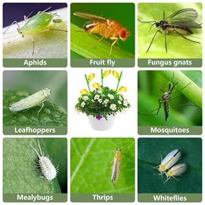 Offre Spéciale plante Bug pièges collants intérieur vert collant étanche plante d'intérieur <span class=keywords><strong>mouche</strong></span> moucheron pièges - Product Image 6