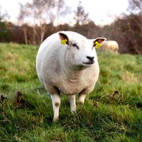 Etiquetas de Oreja UHF RFID para Ganado con Posicionamiento GPS, Identificación Animal para la Gestión y Rastreo de Vacas, Ovejas, Cabras y Ganado