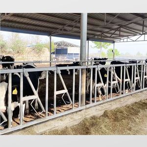 Headlock Vee Gereedschap Boerderij Voeder Landbouwwerktuigen Koe Voor Vee Headlocks Systeem Koeien Melkpoort Landbouwwerktuigen Koe - Product Image 5