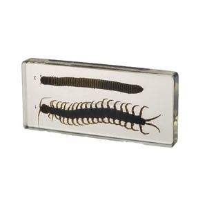 Prodotto di scienza medica modello millepiedi e Horseland - Product Image 1