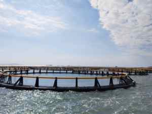 กรงเลี้ยงปลา HDPE ระดับเริ่มต้น ขนาด 38 เมตร ใช้งานได้ยาวนาน ดูแลรักษาง่าย - Product Image 3
