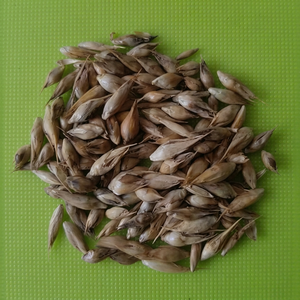 Semillas de Bambú Orgánicas, Alta Germinación, Comestibles, Saludables, Crudas, 2 Años de Vida Útil, Calidad de Exportación para Suministro a Granel - Product Image 1