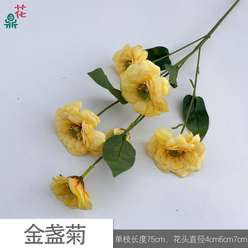 ดาวเรือง jyg สีเหลือง