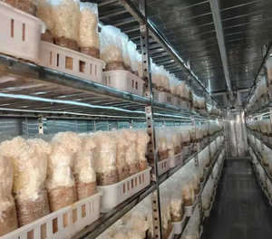 Système <span class=keywords><strong>de</strong></span> <span class=keywords><strong>culture</strong></span> automatique <span class=keywords><strong>de</strong></span> champignons en conteneur, prêt à l'emploi, équipement d'agriculture hydroponique d'intérieur - Product Image 3